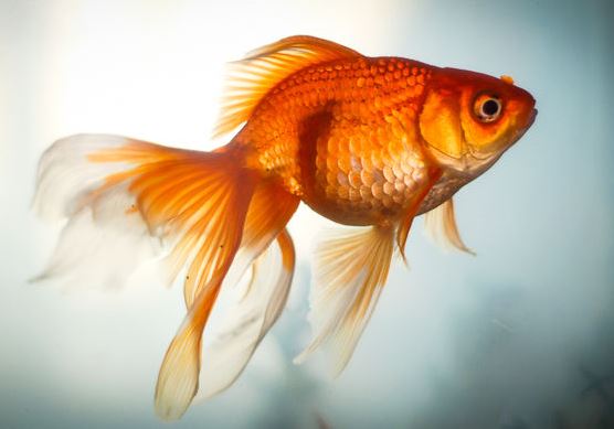 akvariumnaya-zolotaya-rybka.jpg