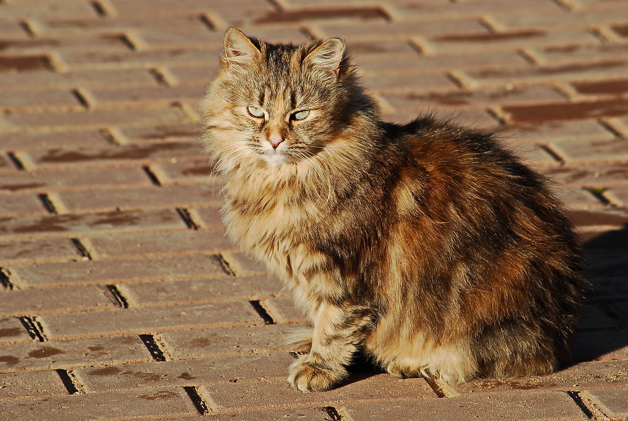 dsc_8407aa.jpg